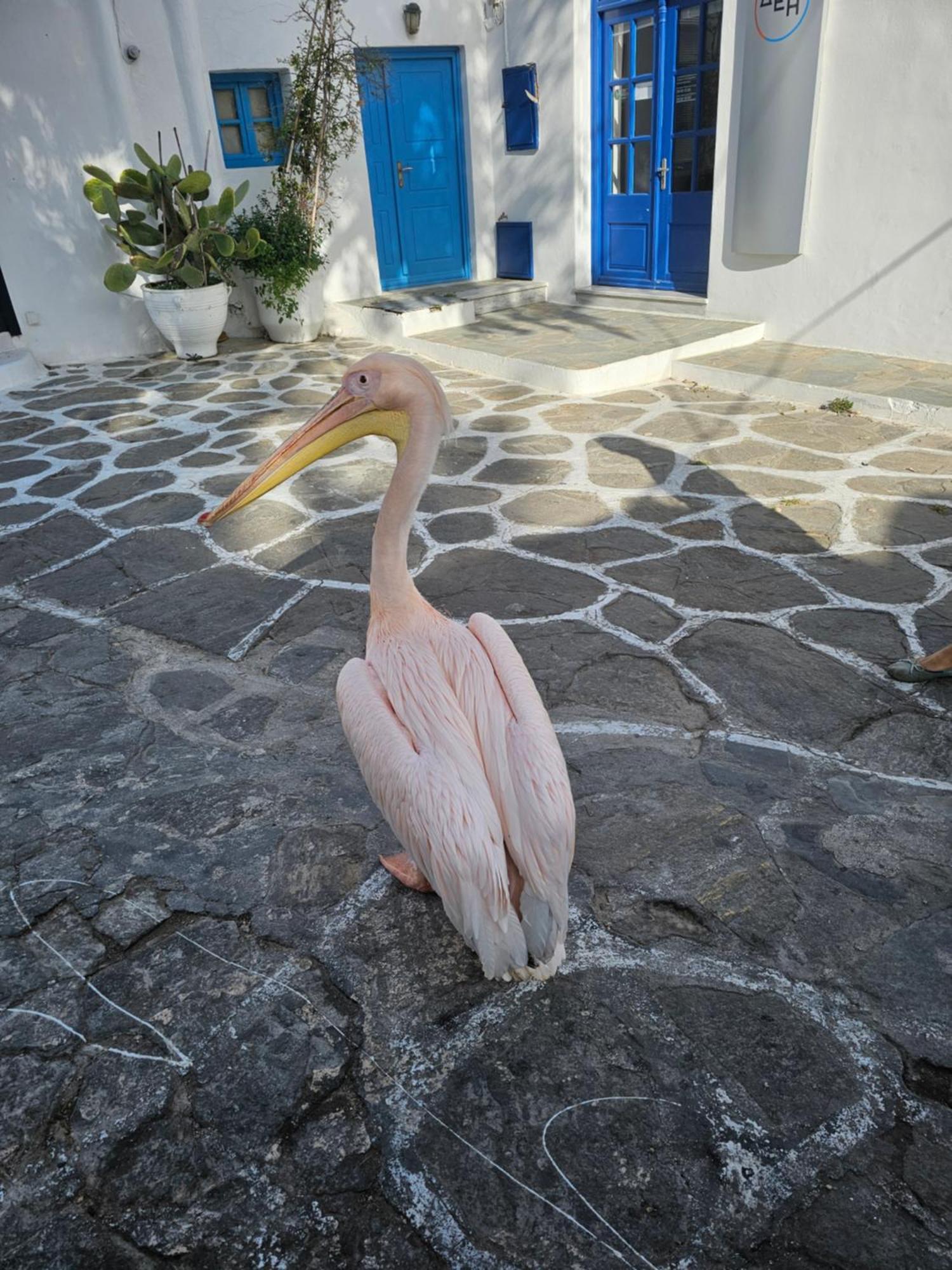 Ferienwohnung Lalaland Mykonos Town Exterior foto